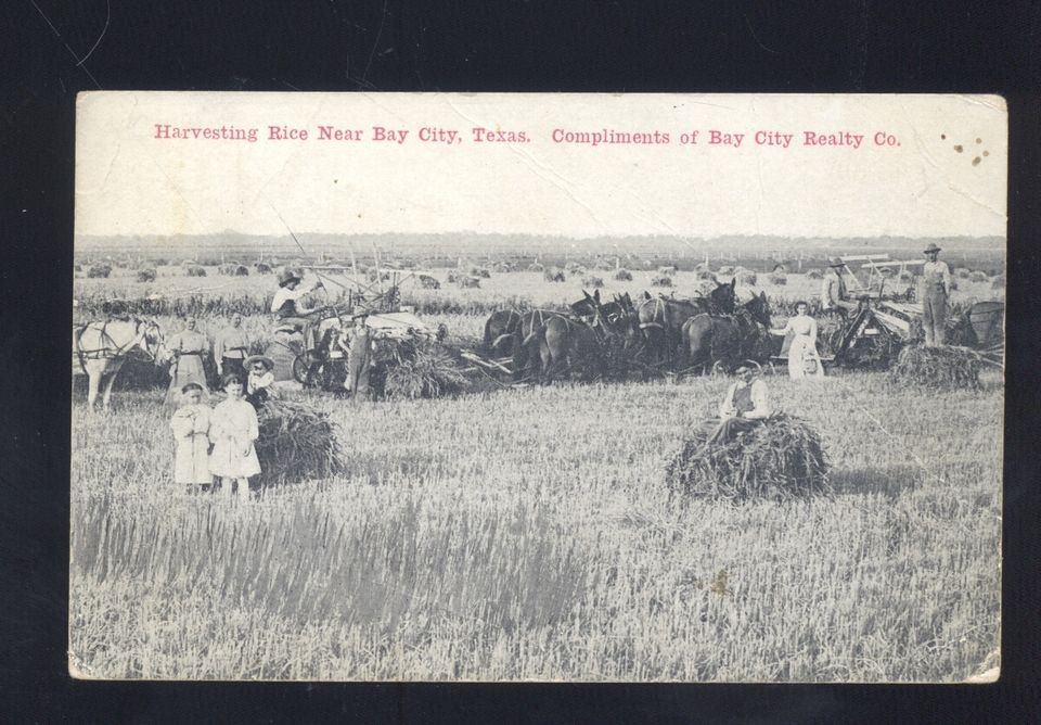 BAY CITY TEXAS HORSE DRAWN RICE FARMING MACHINERY ANTIQUE TEXAS 