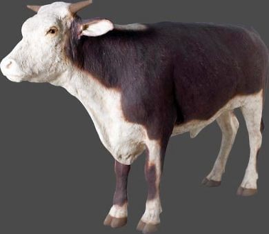 LIFE SIZE Hereford Steer Cow Farm Animal Mooooooooo LIFE SIZE STATUE