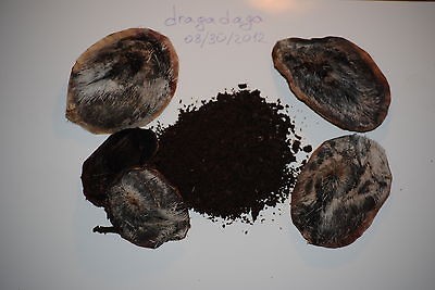 Newly listed 1 gram Full scented fresh genuine Musk deer grains,100% 