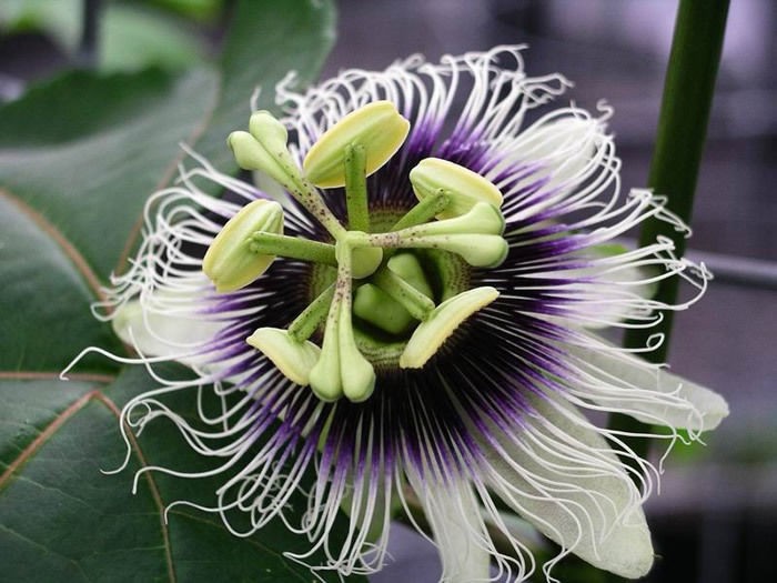   Passion Fruit Vine, Passiflora edulis, Seeds (Fast, Edible Fruit