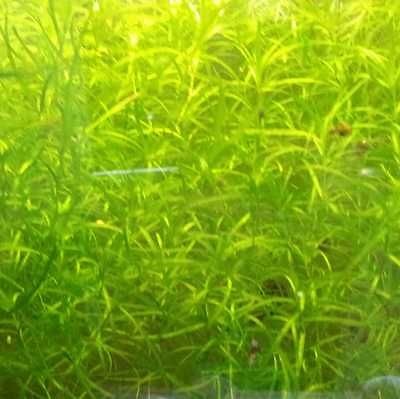 guppy grass in Live Plants