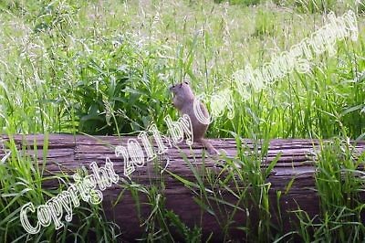 4x6 Chipmunk Photograph Sitting on a Log in Yellowstone