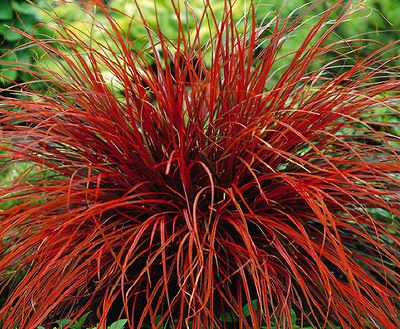 Ornamental Perennial 15+ VARIETY ORNAMENTAL GRASS SPECIES MIX Seeds