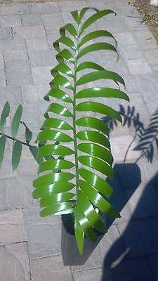   Pterogonus ICE BLUE CYCAD NURSERY Green Live Palm Tree Companion