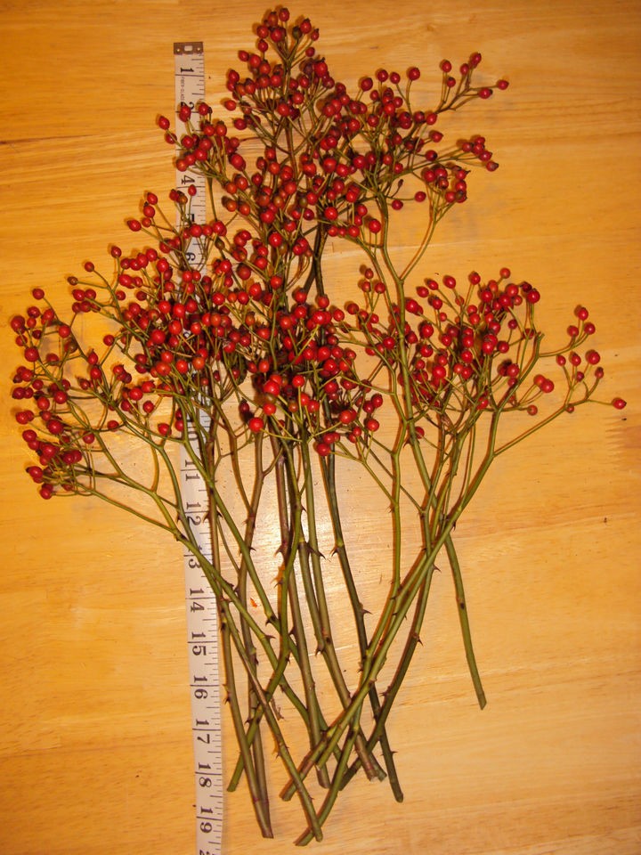 Freshly Cut Bunch of LONG STEM Wild Primitive Rose Hips Rosehips (15 