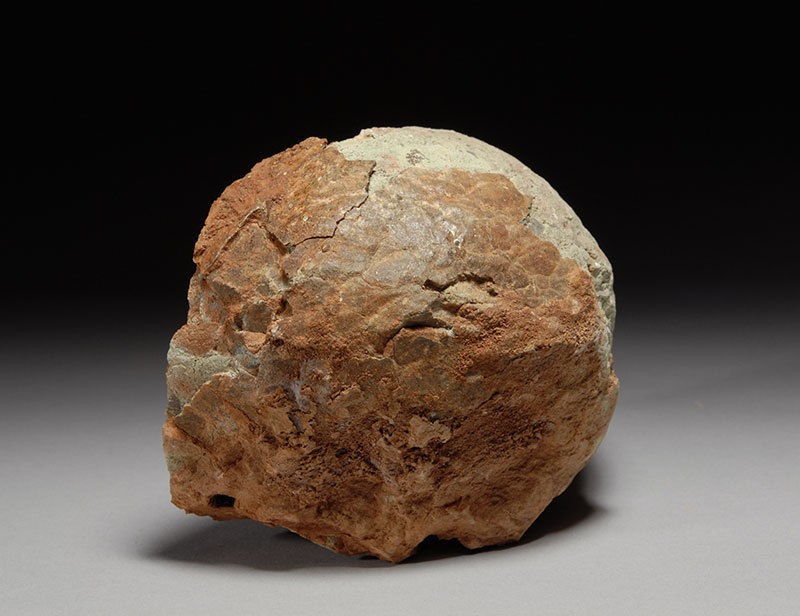  dinosaur egg hadrosaur cretaceous period fossil genuine dinosaur egg 