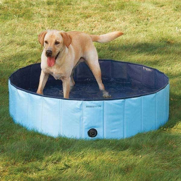 dog pool