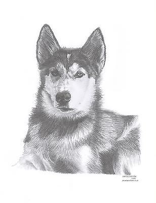 SIBERIAN HUSKY dog drawing art Limited Edition picture print by UK 