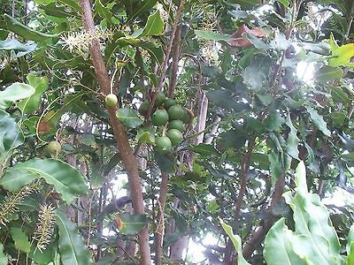 TREATSMacad​amia Nuts in shell from Hawaii