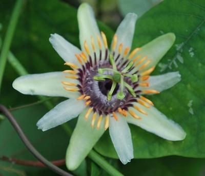 Batwing passion flower vine Passiflora punctata PLANT