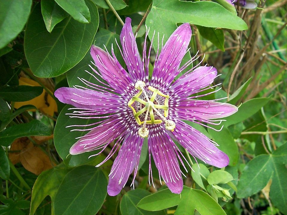   2012 fragrant lavender passion flower vine Passiflora Chambord PLANT