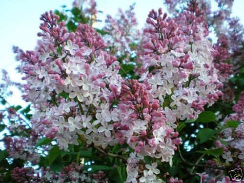 lilac shrub in Shrubs