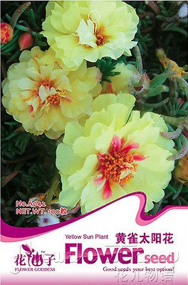 Pack 200+ Flowers Seeds Portulaca Grandiflora Sun Seeds Plant Yellow 