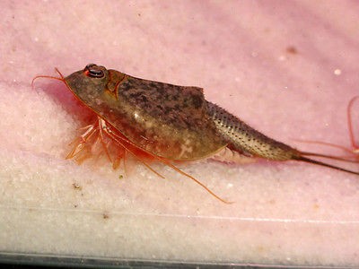 Triops newberryi Dinosaur shrimp Projects student