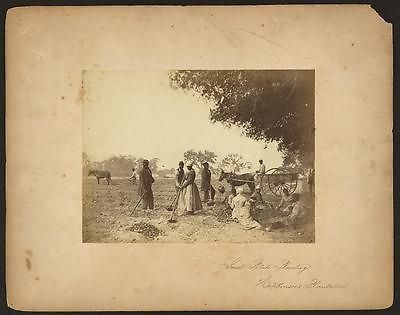 Sweet potato planting,Hopkinsons Plantation