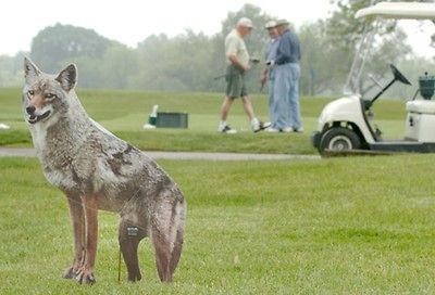 coyote decoy in Decoys