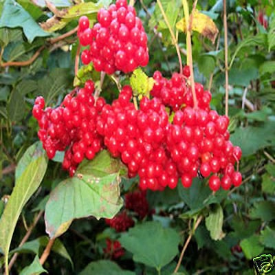 AMERICAN CRANBERRY Viburnum Trilobum 10, 50, 100, 500, 1000 seeds 