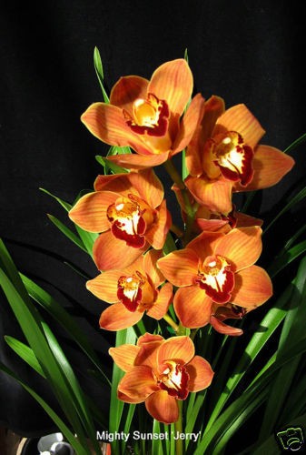 CYMBIDIUM ORCHID MIGHTY SUNSET JERRY DARK ORANGE