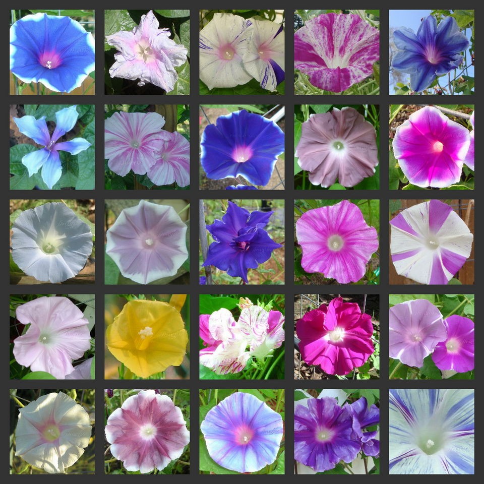 MORNING GLORY MIX ◆ Over 30 different types ◆ 100+ + Seeds 