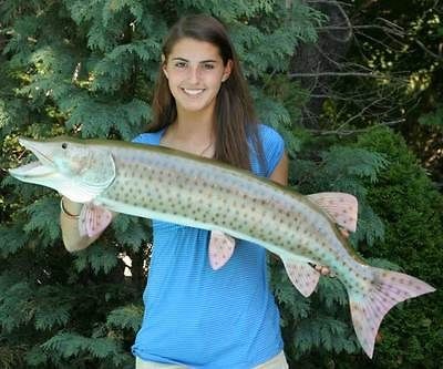 Giant Fiberglass Taxidermy Muskie Muskelunge Mount 40