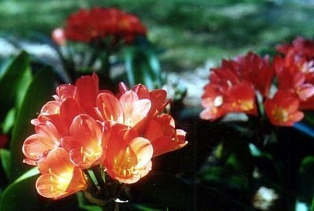 Salmon/Orange Clivia miniata 4 seeds Rare House Plant