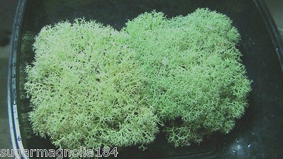 Live Reindeer Lichen, Pesticide Free ~ Fairy Gardens, Bonsai 