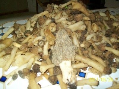 DVDHUNTMORELMUSHROOM;bagoutdoorotherfunsport;4Rkids;camping 