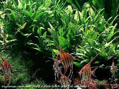 Java Fern   Live Aquarium Plant ( FREE Ship ) INV