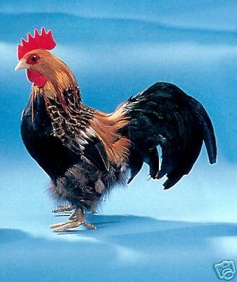 ROOSTER Realistic CHICKEN feather Taxidermy Replica Toy ck13t FREE 