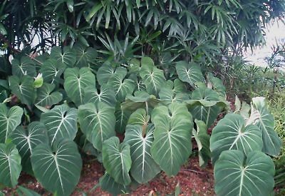 philodendron Gloriosum live plant