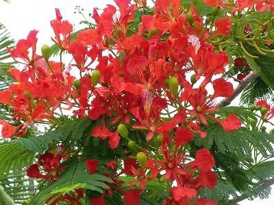 100 Delonix regia Tree Seeds Royal Poinciana Flamboyant Flame tree