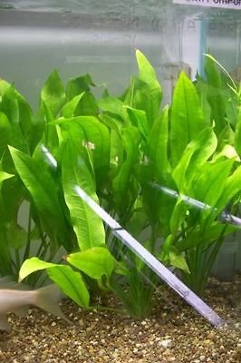 aquarium live plants 