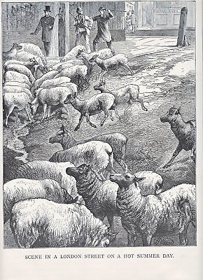 SHEPHERD HERDING SHEEP HERDING ANTIQUE SHEEP PRINT 1880