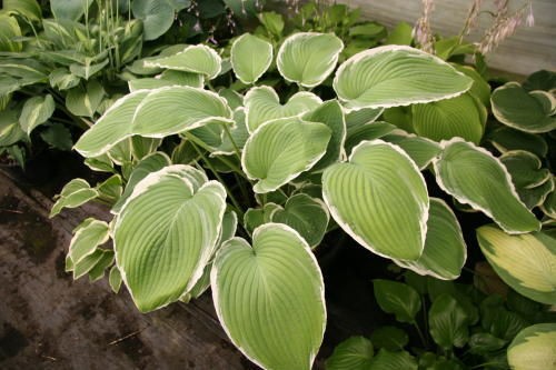 Hosta Frosted Jade very good strong large growing garden plant