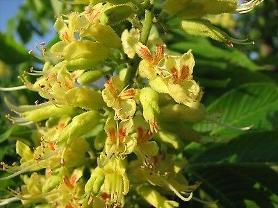 Yellow Buckeye, Aesculus octandra (A. flava), Tree Seeds (Fall Colors)