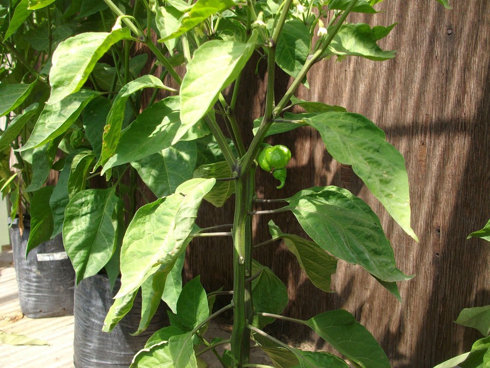 trinidad scorpion butch t seeds in Seeds & Bulbs