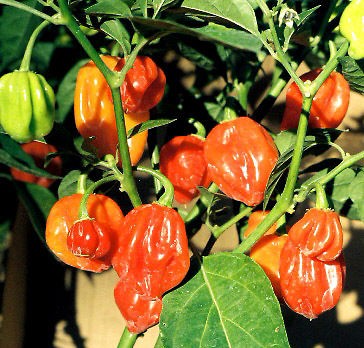 Dorset Naga/ Habanero Hybrids Naganeros 15 Seed Pack