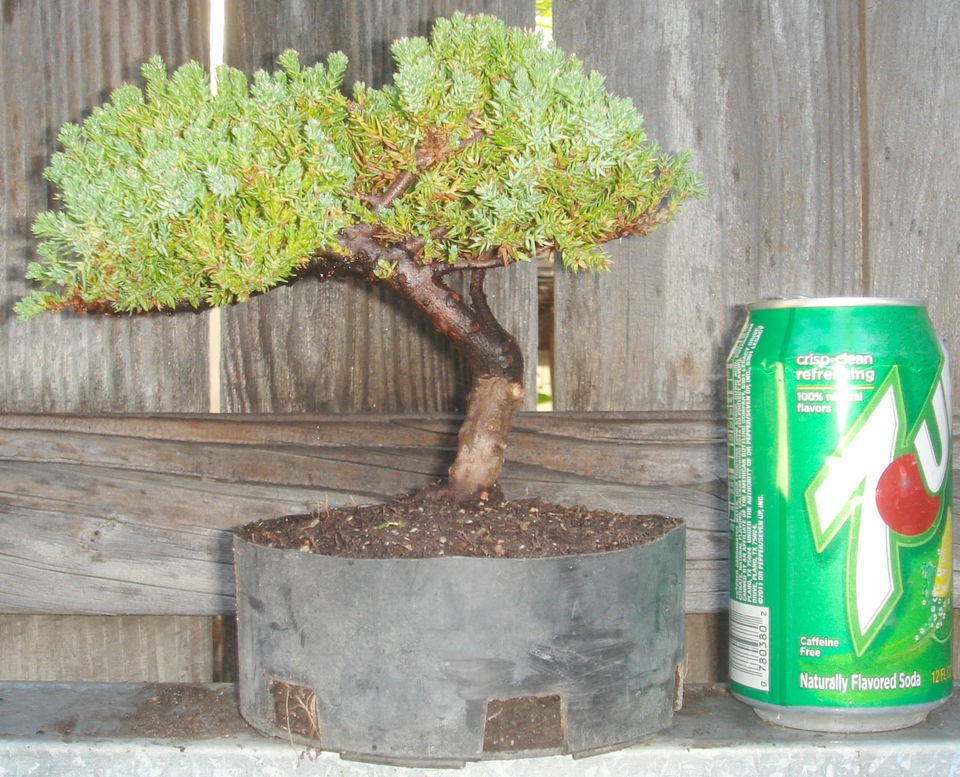 Juniper Pre Bonsai Shohin Dwarf Fat Big Trunk Great Movement Nana