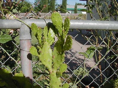 Newly listed Opuntia Nopalea 2 Cuttings of This Beautiful Cactus