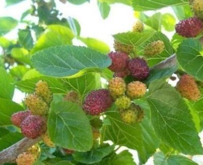 Purple Mulberry Tree 20+ Seeds (Morus rubra)