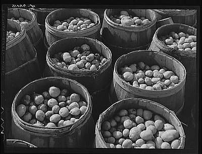 Inferior grade potatoes brought for sale to a starch factory in Van 