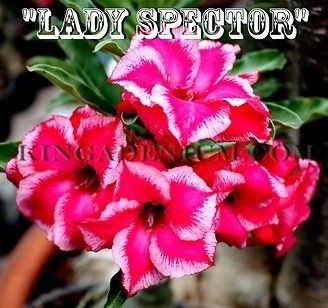 adenium obesum desert roses double flower lady spector 20 seeds