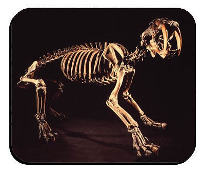 SABER TOOTH CAT MOUSEPAD SMILODON FOSSIL MOUSE PAD