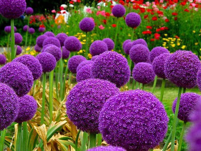 allium bulbs in Flower Bulbs, Roots & Corms