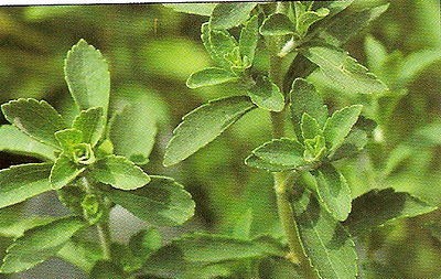 SD1561 Stevia Seeds, Stevia Herb Seeds, New Live Fresh Seeds