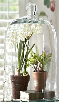 15 TALL Glass DISPLAY BELL Jar DOME~ Terrarium~Plant~Taxidermy~Knob 