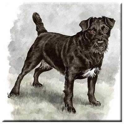 Patterdale Terrier Tile