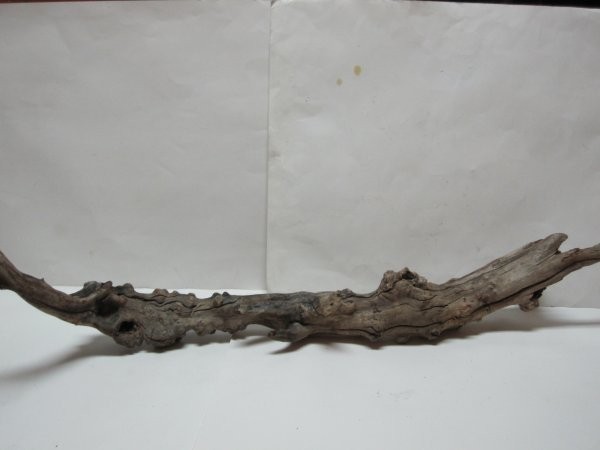 DRIFTWOOD Natural Aquarium Reptile Bird Art 42 x 14