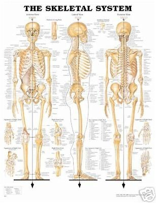 Skeletal System Anatomical Skeleton Chart/Poster/Model