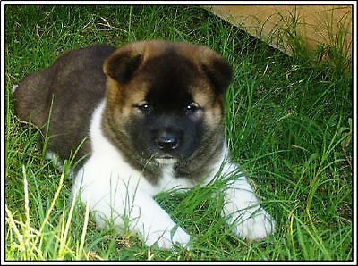 Puppy Dog Akita Greeting Notecards & Envelopes